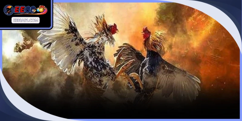 Đấu trường truyền thống tụ hội những chiến kê chọi kê đòn dũng mãnh