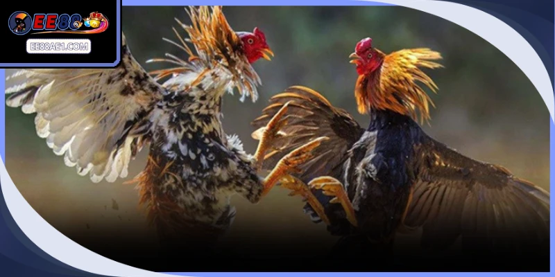 Những quy tắc phân hạng cân và phân định thắng thua chi tiết trong thi đấu