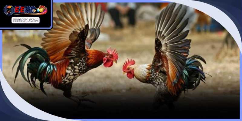 Đá gà C1 tụ hội những chiến kê xuất sắc cùng quy mô hoành tráng