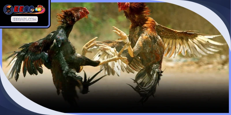 Đá gà cựa dao sở hữu sức hút riêng biệt nhờ vào tốc độ trận đấu nhanh chóng