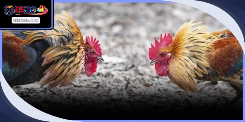 Thao tác đặt cược xem trực tiếp các trận đấu đỉnh cao vô cùng đơn giản
