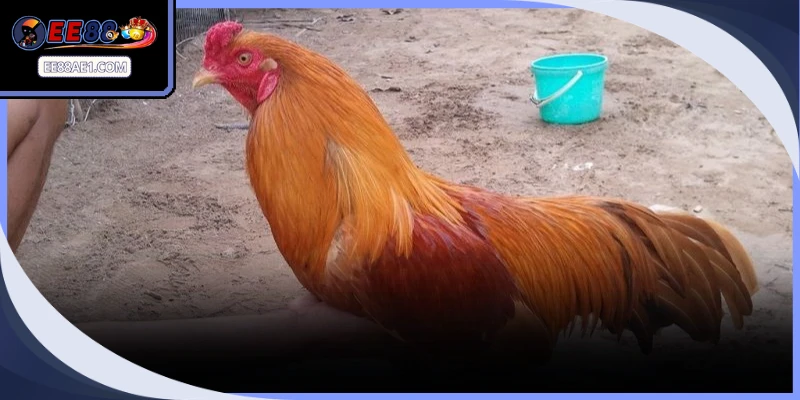 Phương pháp phối trộn thức ăn dinh dưỡng hỗ trợ chiến kê tăng trưởng thể lực