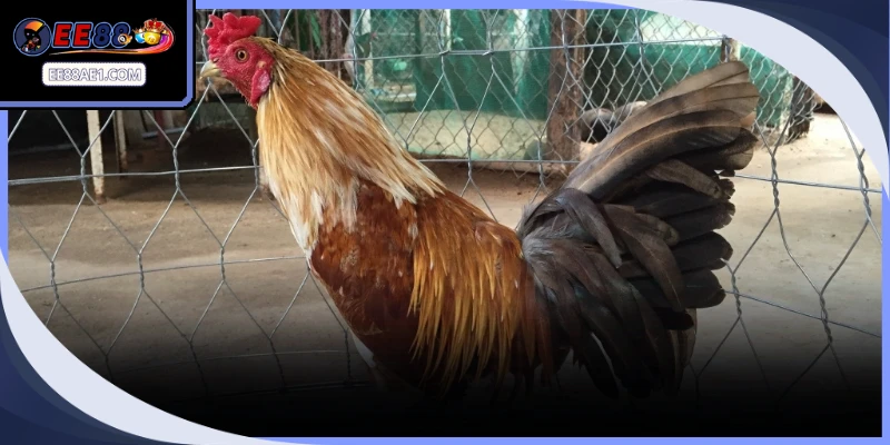 Các giải pháp phòng bệnh cùng quy trình nuôi gà đá bo chuyên nghiệp