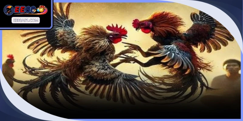 Trường Gà Uy Tín