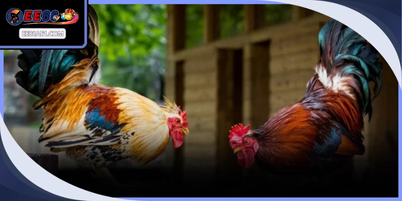 Dịch vụ phát sóng trực tiếp tại trường gà uy tín đem lại sự tiện lợi vượt trội